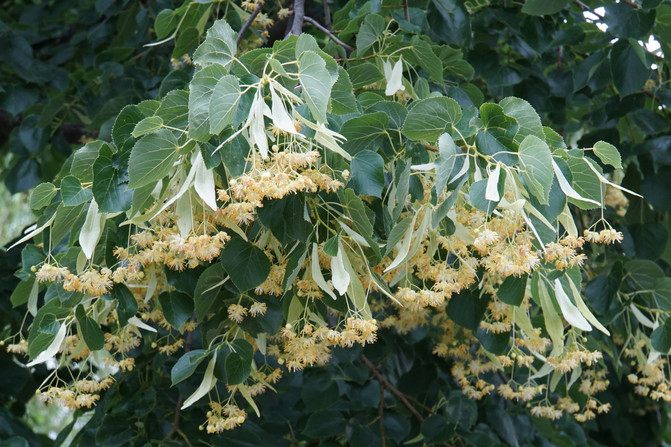 冬季蜜源植物有哪些？(盤點主要的蜜源植物)