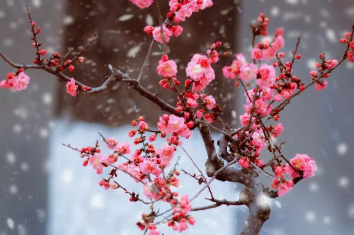 梅花象征什么品質(zhì)（梅花的特點和精神）
