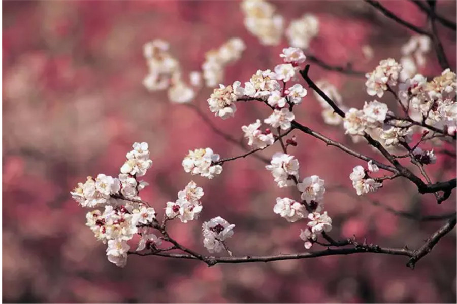 梅花的品質和精神象征什么（梅花代表的精神品質和寓意）