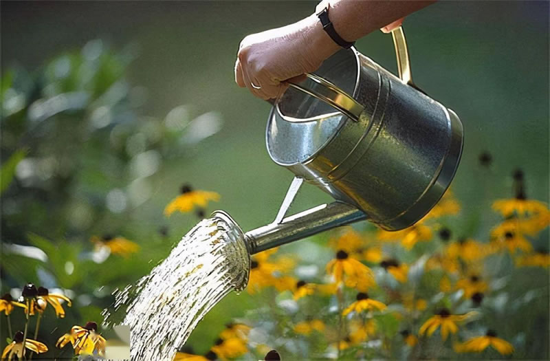 水仙花的養(yǎng)殖方法和注意事項(xiàng)（水培土培水仙花正確養(yǎng)法）