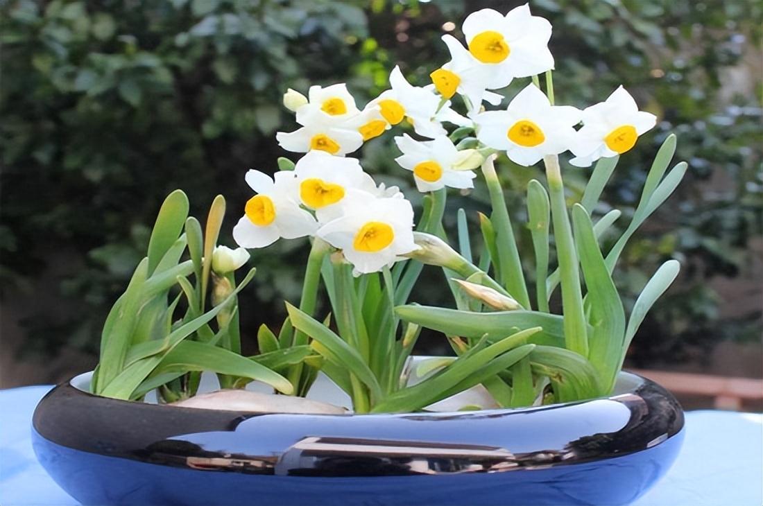 水仙花的養(yǎng)殖方法和注意事項(xiàng)（水培土培水仙花正確養(yǎng)法）