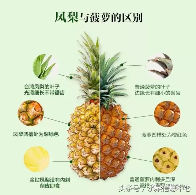 菠蘿的產地有哪些地方（菠蘿的產地和品種介紹）