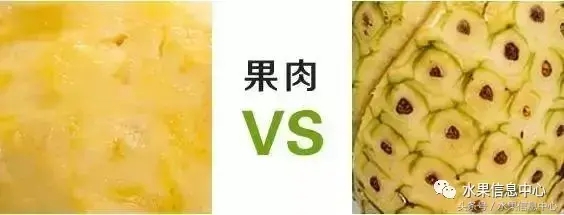 菠蘿的產地有哪些地方（菠蘿的產地和品種介紹）