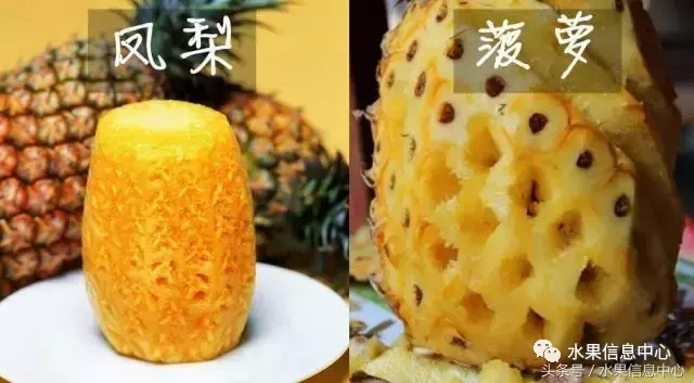 菠蘿的產地有哪些地方（菠蘿的產地和品種介紹）
