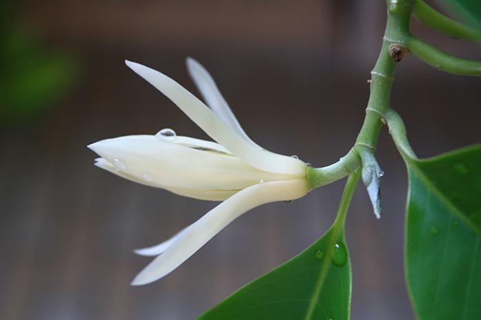 白蘭花的寓意和花語(yǔ)