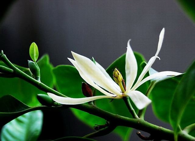 白蘭花的寓意和花語(yǔ)