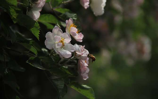 養(yǎng)蜂怎么給蜜蜂喂水？