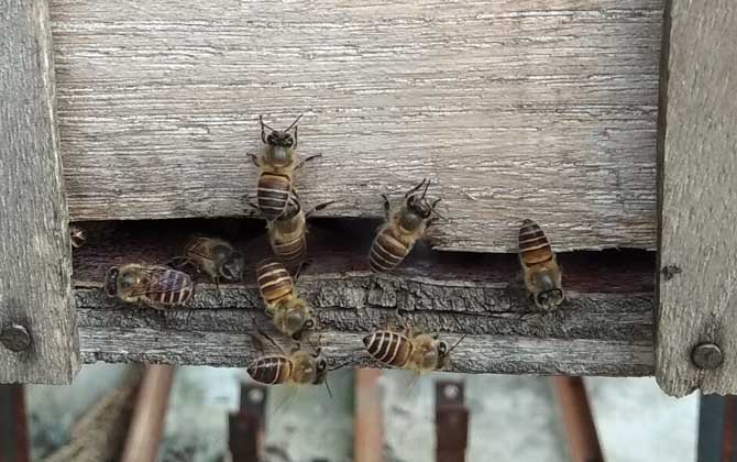 怎么判斷蜂群是否失王？