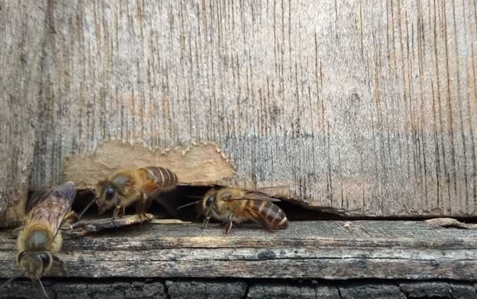 冬天蜜蜂出來飛怎么辦？