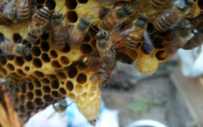 王臺是培育蜂王的，了解其發育過程，養蜂生產將更加的得心應手！