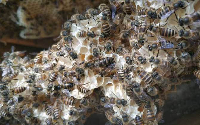 蜜蜂怎么養(yǎng)繁殖才快？搞好這5個“必須”，蜂群繁殖得不要太快！