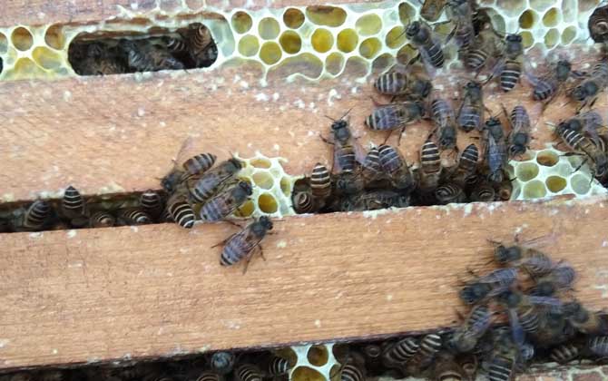 越冬蜂為何大量死亡？無非這幾個原因，清楚后才能“對癥下藥”！