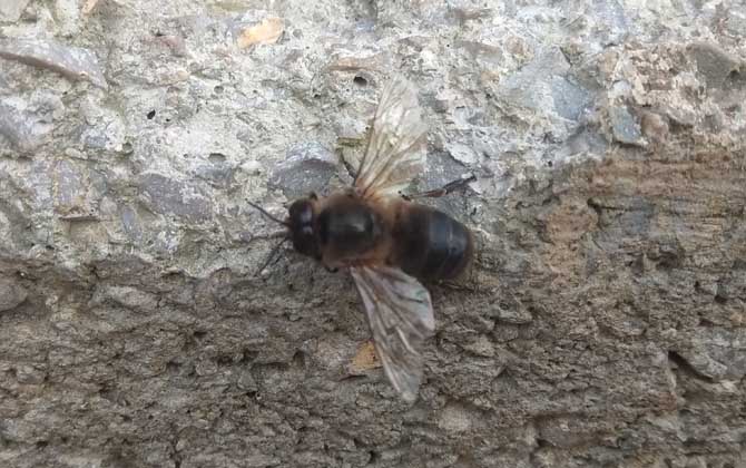 雄蜂的壽命并不短，但多數雄蜂都短命，這5種死法，一種比一種慘！