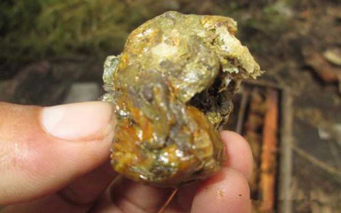 蜂膠怎么吃效果好？吃對了好處不用多說，吃錯了反而對健康不利！