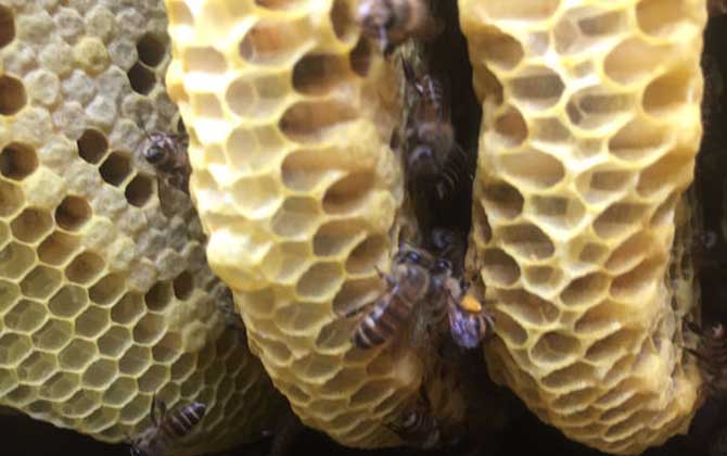 蜂巢是怎么筑成的？主要材料是蜂蠟，蜜蜂筑巢過程堪稱鬼斧神工！