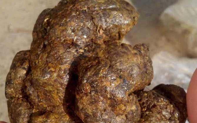 蜂膠是什么東西？蜜蜂采集樹膠加工成的，素有“液體黃金”之稱！