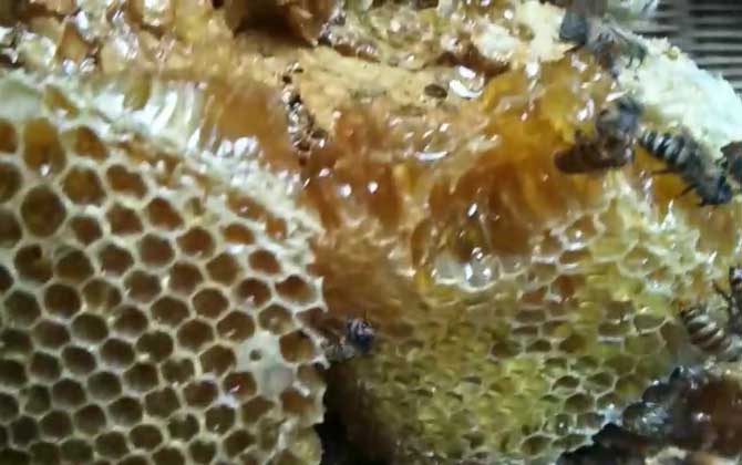 土蜂蜜的作用與功效有哪些？經常喝土蜂蜜，這7個好處跑不了！