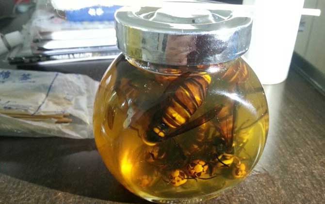 虎頭蜂酒多少錢一斤？一般都不便宜，最普通的都要40～50元一斤！