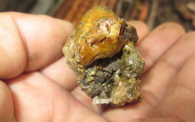 原始塊狀蜂膠的食用方法，不建議直接食用，容易重金屬中毒！