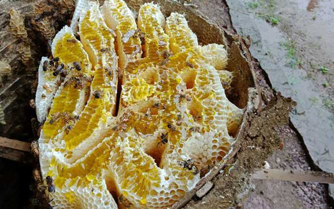 蜂巢熬水治好了鼻炎真的嗎？有一定的效果，但根治尚無依據！