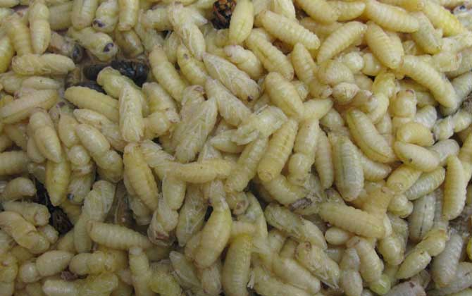蜂蛹不能和什么一起吃？不存在食物相克，但要避免發生過敏！