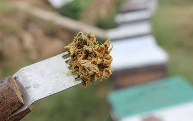 蜂膠適宜什么人群吃？