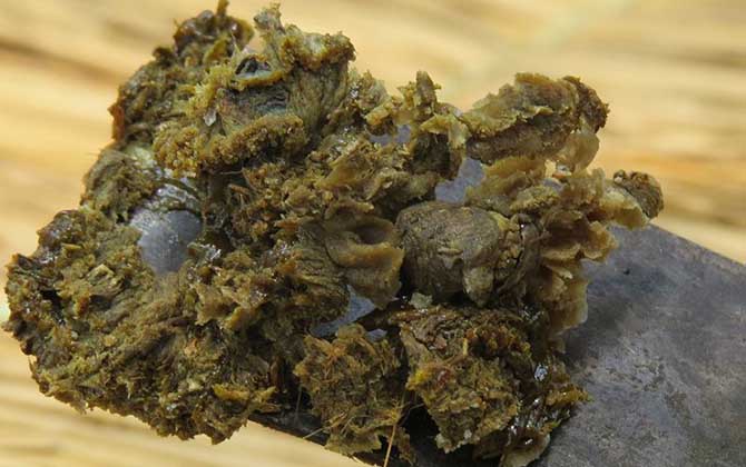 蜂膠有哪些副作用與禁忌？