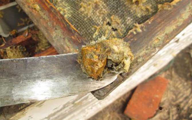 純天然蜂膠多少錢一斤？