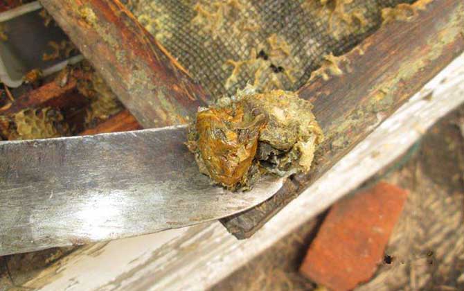 男人長期吃蜂膠有什么副作用？