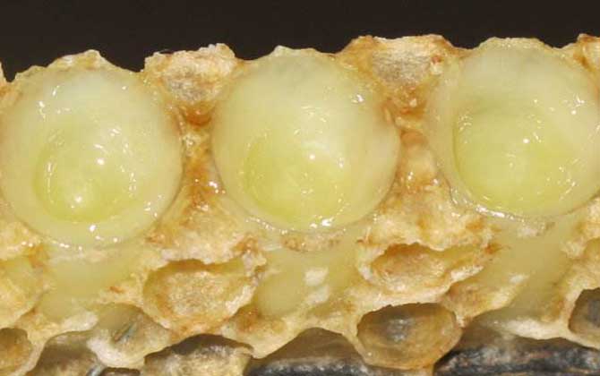 長期吃蜂王漿有什么副作用？