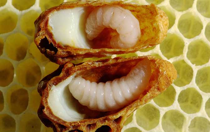 蜂王胎價(jià)格多少錢一瓶？
