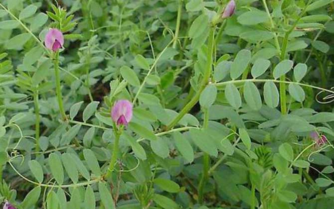 夏季有哪些主要蜜源植物？