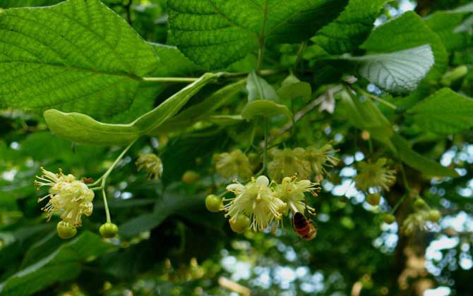 椴樹什么時候開花？