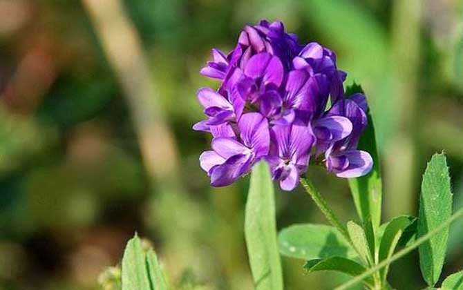 紫花苜蓿什么時候開花？