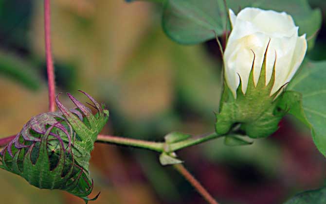棉花什么時候開花？