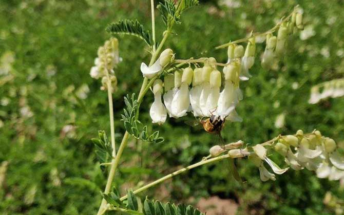 黃芪什么時候開花？