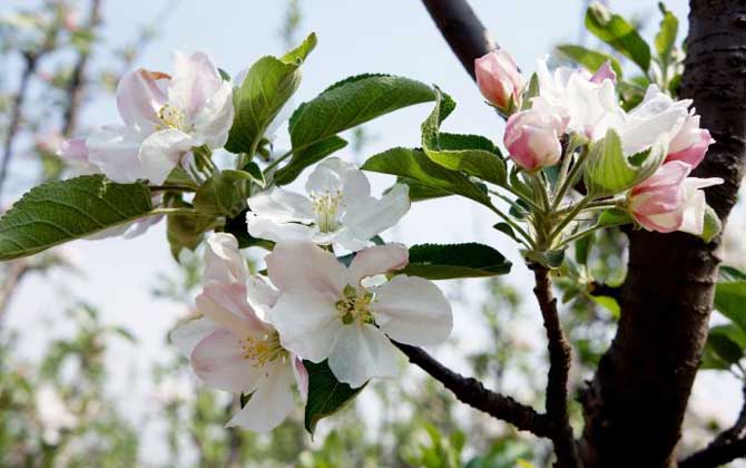 蘋果樹什么時候開花？