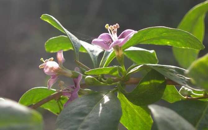 枸杞什么時候開花？