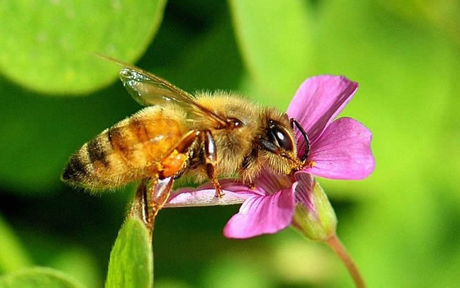 搖蜜機的自制方法「中華養蜂」