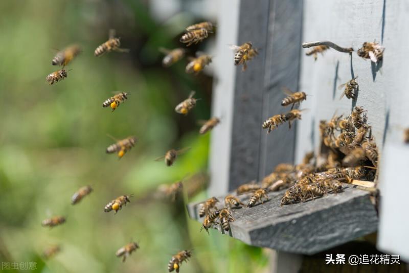 如果蜜蜂有思想，還會勤勞嗎？看工蜂勞動的動力，論養(yǎng)蜂人的是非