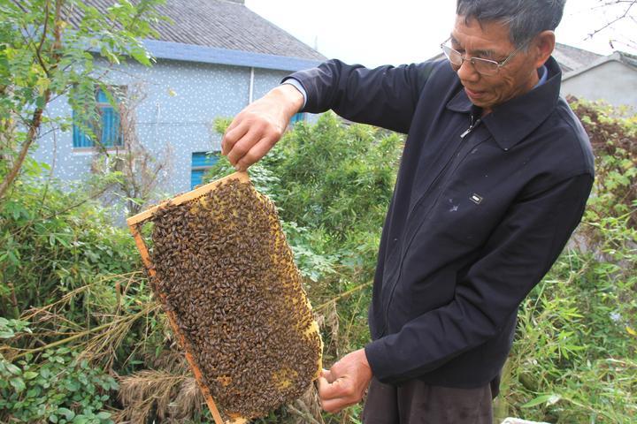 追花逐蜜，養蜂人老魏的“甜蜜事業”