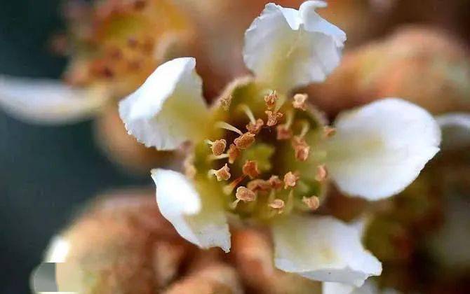 養蜂種什么花最好（在養蜂旁邊種什么花蜜源最好）