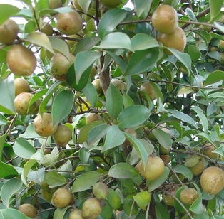 暗室養蜂是如何避免甘露和茶花蜜中毒的（茶花盛期怎么管理）