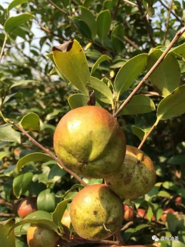 油茶樹花期在什么時候（油茶原來是這樣開花結果）