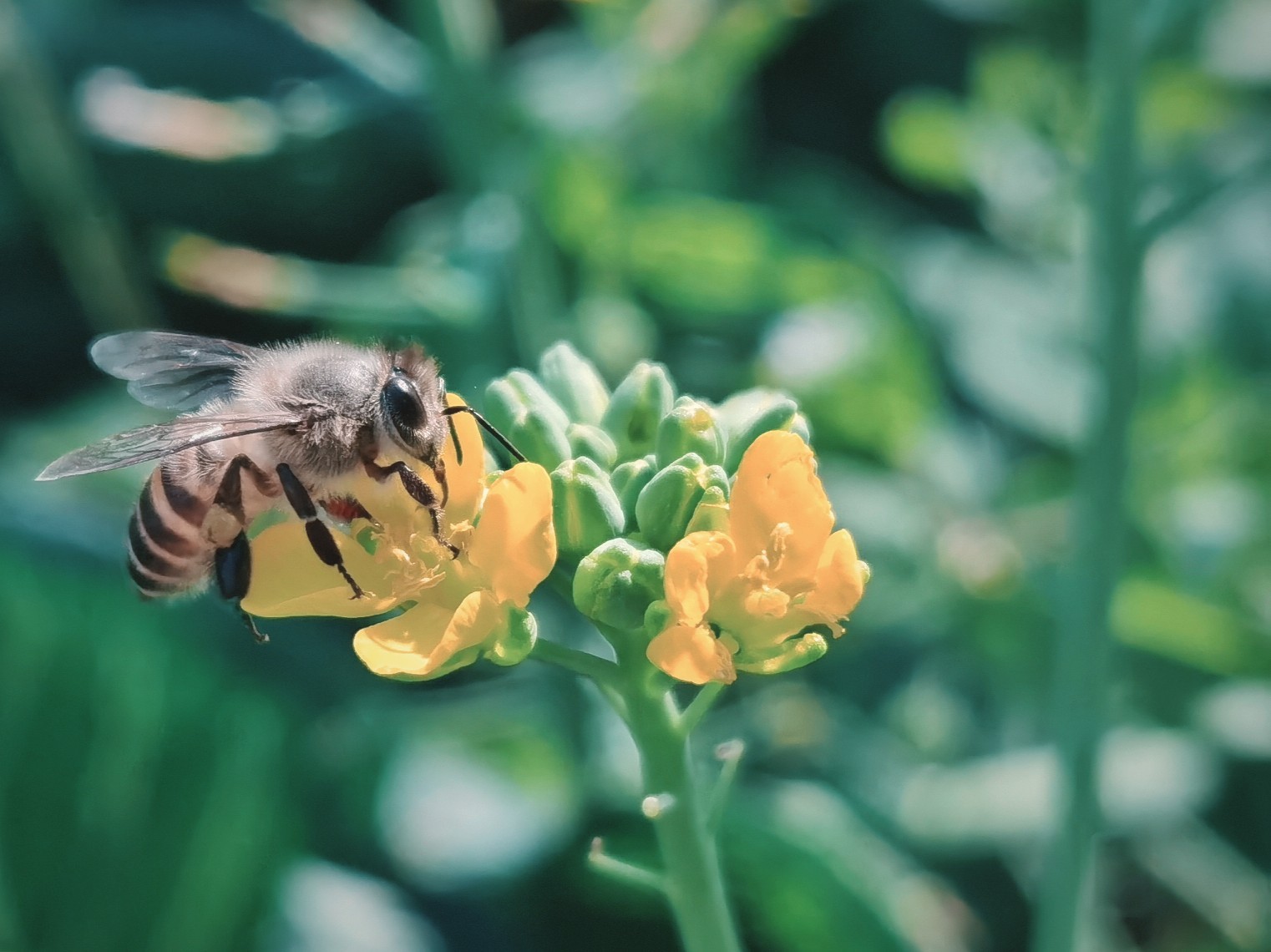 花粉季節是什么時候（花粉季節是幾月到幾月）