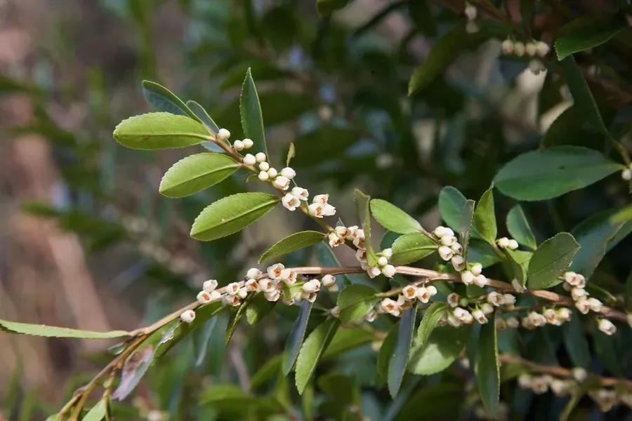柃木蜜源是什么植物（冬季大蜜源柃木介紹）