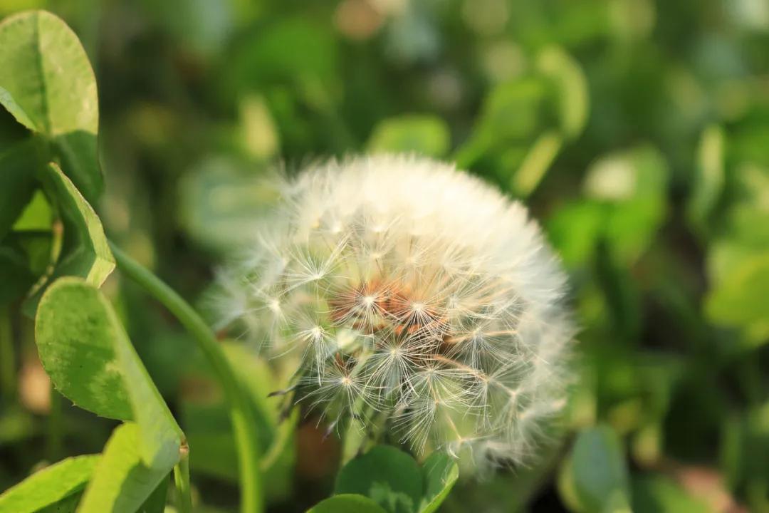 蒲公英開花時間是幾點（蒲公英的功效與作用）