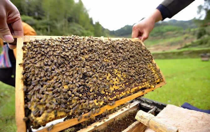 一個人能養(yǎng)多少箱蜜蜂？