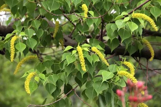 一顆桂花樹可養多少蜜蜂（蜜蜂不采桂花樹的原因）