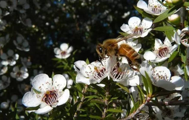什么花有蜜什么花沒有蜜（什么花有蜜源）